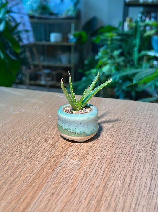 Aloe Vera (翠叶芦荟) in Glazed Ceramic Pot