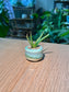 Aloe Vera (翠叶芦荟) in Glazed Ceramic Pot