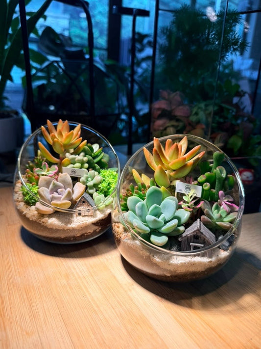 Succulent Terrarium in Slanted Glass (L)