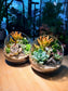 Succulent Terrarium in Slanted Glass (L)