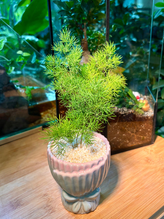 Asparagus Tenuifolius in Ribben Pink Pot 🎀
