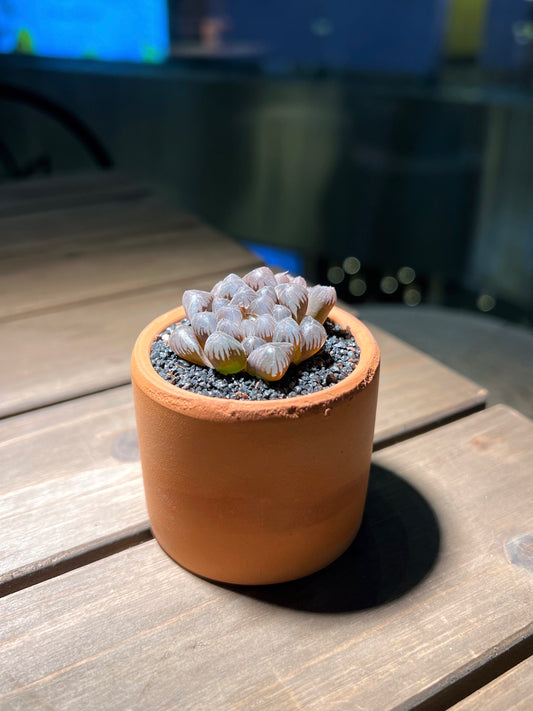 Haworthia Obtusa in Chocolate Textured Claypot