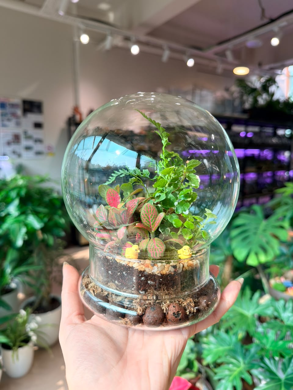 Indoor Plant Arrangement Pumila & Fittonia & Fern (薜荔 & 网纹草 & 蕨类) in Clear Dome Glass
