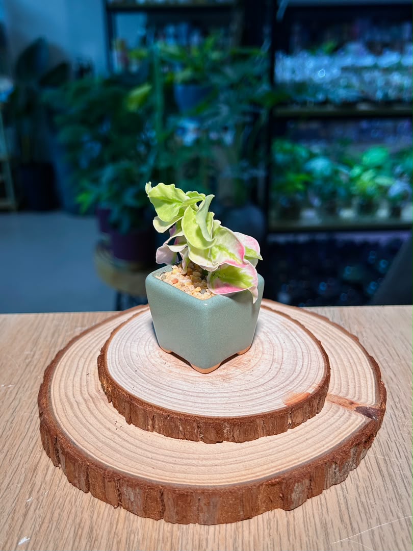 Bird Flower (小鸟花) Euphorbia Tithymaloides in Textured Matte Ceramic Pot