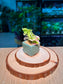 Bird Flower (小鸟花) Euphorbia Tithymaloides in Textured Matte Ceramic Pot