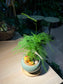 Asparagus Fern (文竹) in Round Ceramic Pot