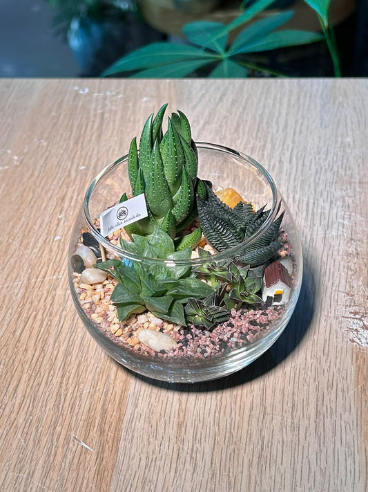 Succulent Arrangement Terrarium (εδΊε·ε±) Harworthia in Fishbowl Glass