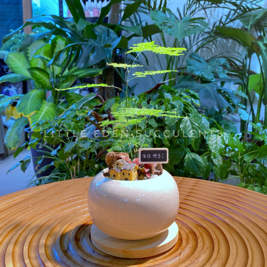 Asparagus Fern in White Ceramic Pot