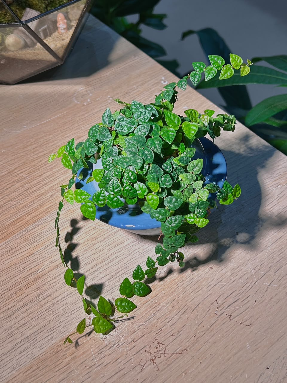 Creeping Fig (攀缘榕) Ficus Pumila in Blue Glazed Ceramic Pot