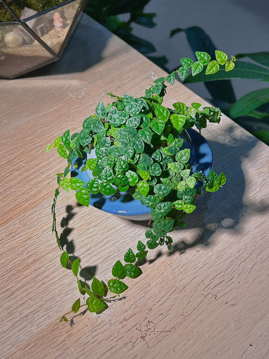Creeping Fig (ζηΌζ¦) Ficus Pumila in Blue Glazed Ceramic Pot