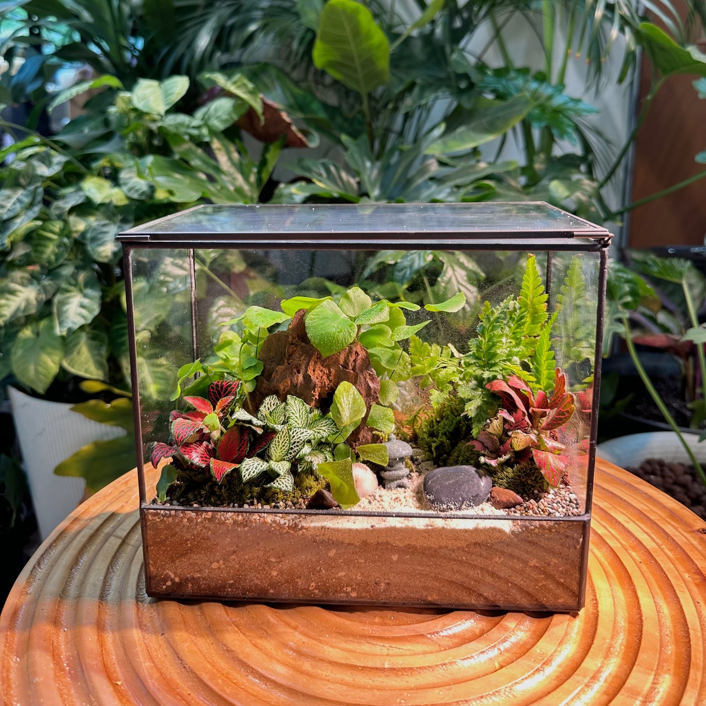 Indoor Plant Arrangement in Black Frame Designer Terrarium