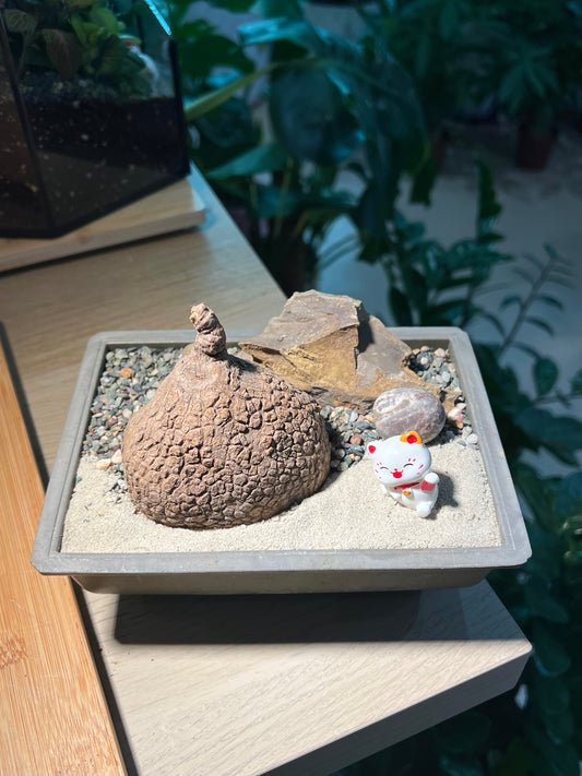 Stephania (山乌龟) in Square Brown Pot