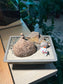 Stephania (山乌龟) in Square Brown Pot