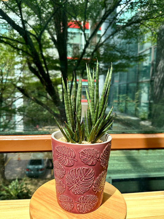 Sanseveria Fox Tails in Red Designer Pot (aka Snack Plant)