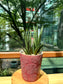 Sanseveria Fox Tails  in Red Designer Pot (aka Snack Plant)