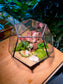 Fittonia and Fern with Moss Arrangement in Nonagon Glass