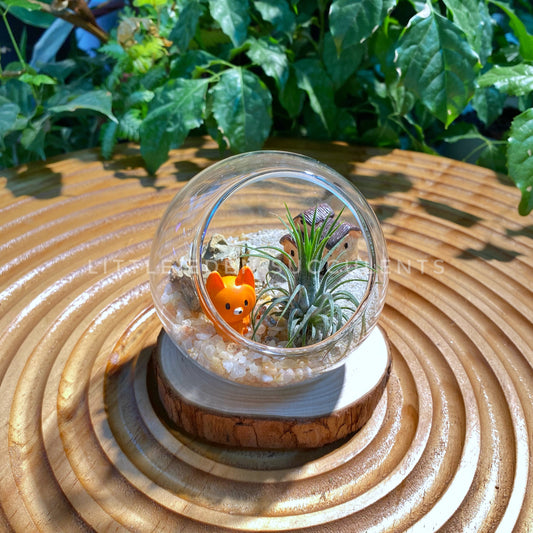 Airplant in Small Round Glass Terrarium