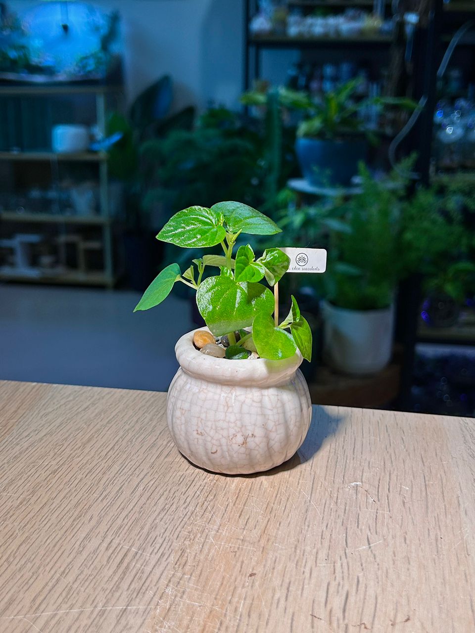 Peperomia Pellucida (草胡椒) in White Glazed Ceramic Pot
