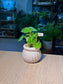 Peperomia Pellucida (草胡椒) in White Glazed Ceramic Pot