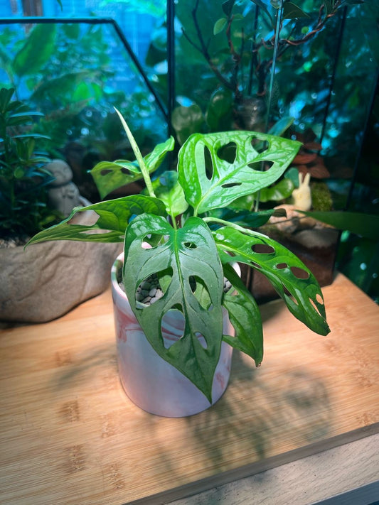 Monstera deliciosa in White Marble Pot
