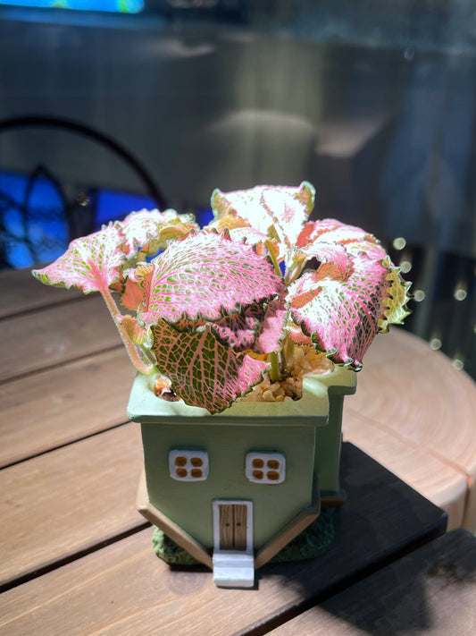 Fittonia in Upside Down House Pot