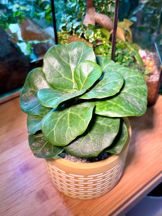 Ficus Lyrata Warb in Buttercup Pot 💛