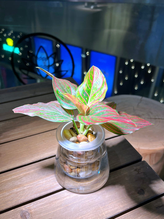Aglaonema in Fuji Water Based Glass