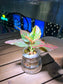 Aglaonema in Fuji Water Based Glass