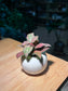 Fittonia Arrangement in Small Round Ceramic Pot