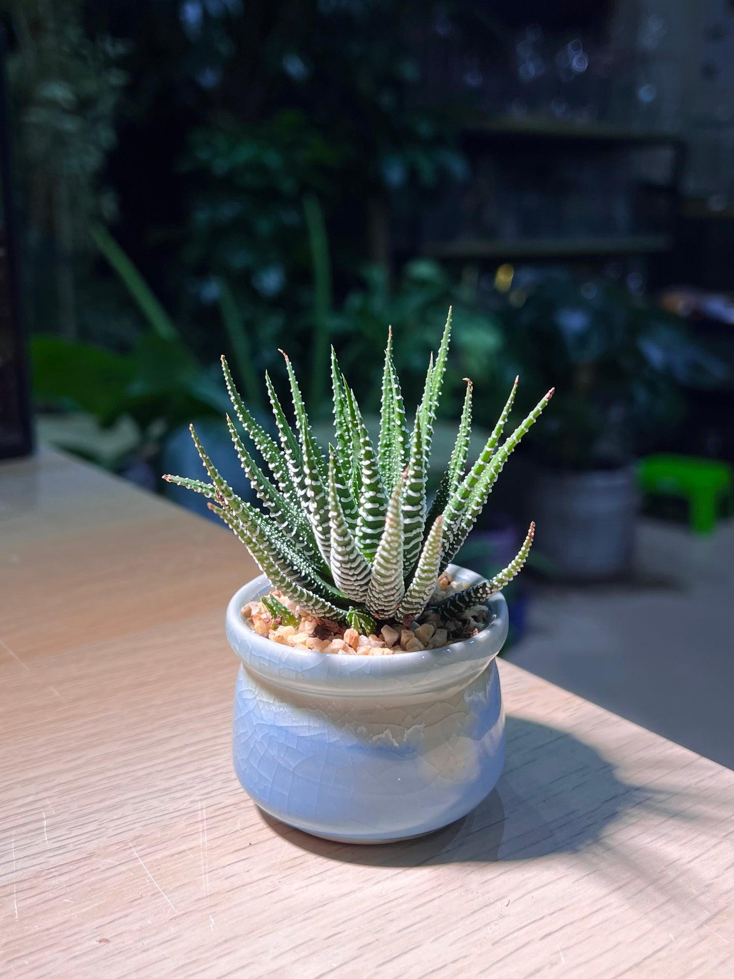 Haworthia Fasciata (Zebra Plant) in Sky Blue Ceramic Pot