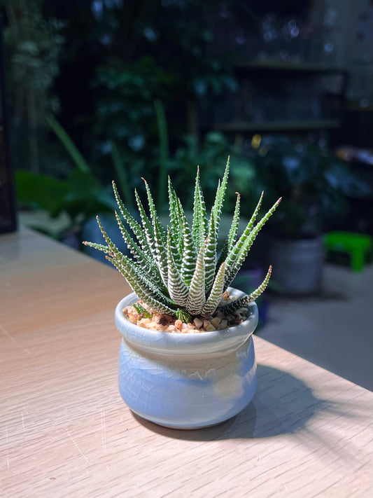 Haworthia Fasciata (Zebra Plant) in Sky Blue Ceramic Pot