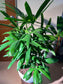 Lady Palm (Rhapis Excelsa) in High Density Polymer Pot