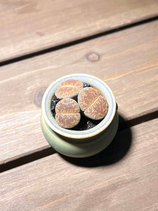 Lithops in Pale Green Ceramic Pot