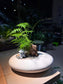 Asparagus Fern in White Stone Faux Pot