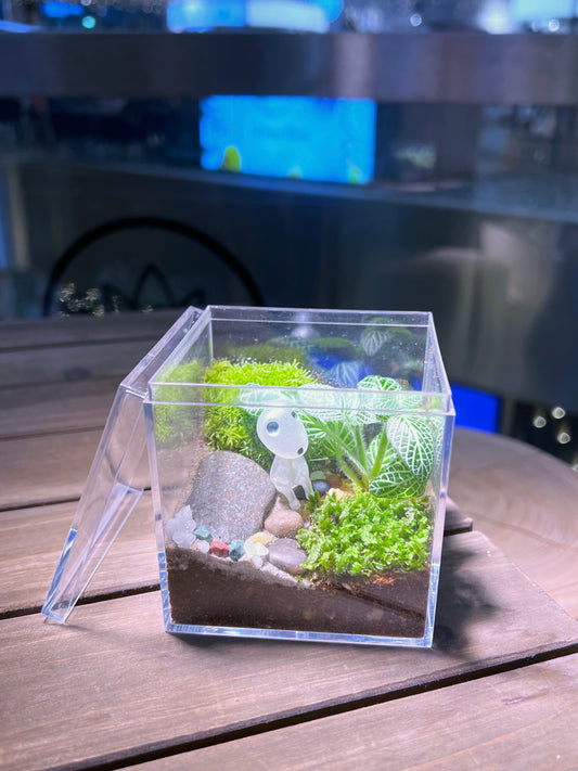 Fittonia with Moss Arrangement in Arcylic Box Terrarium