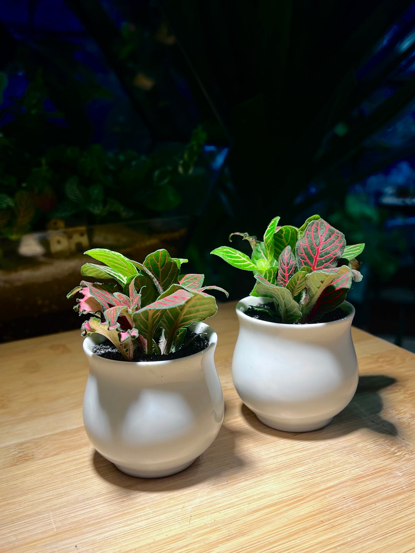 Christmas Gift - Fittonia in White Belly Ceramic Pot (2pcs)