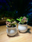 Christmas Gift - Fittonia in White Belly Ceramic Pot (2pcs)