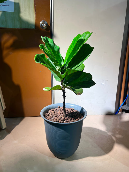 Ficus Elastica (Rubber Plant) in Greyish Ceramic Pot