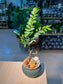Small Leaved Ebony (黄杨叶柿) Diospyros Buxifolia in Green Glazed Ceramic Pot