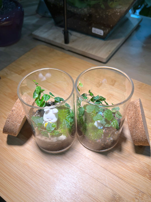 Ficus Pumila with Moss Arrangement in Tall Cylindrical Glass