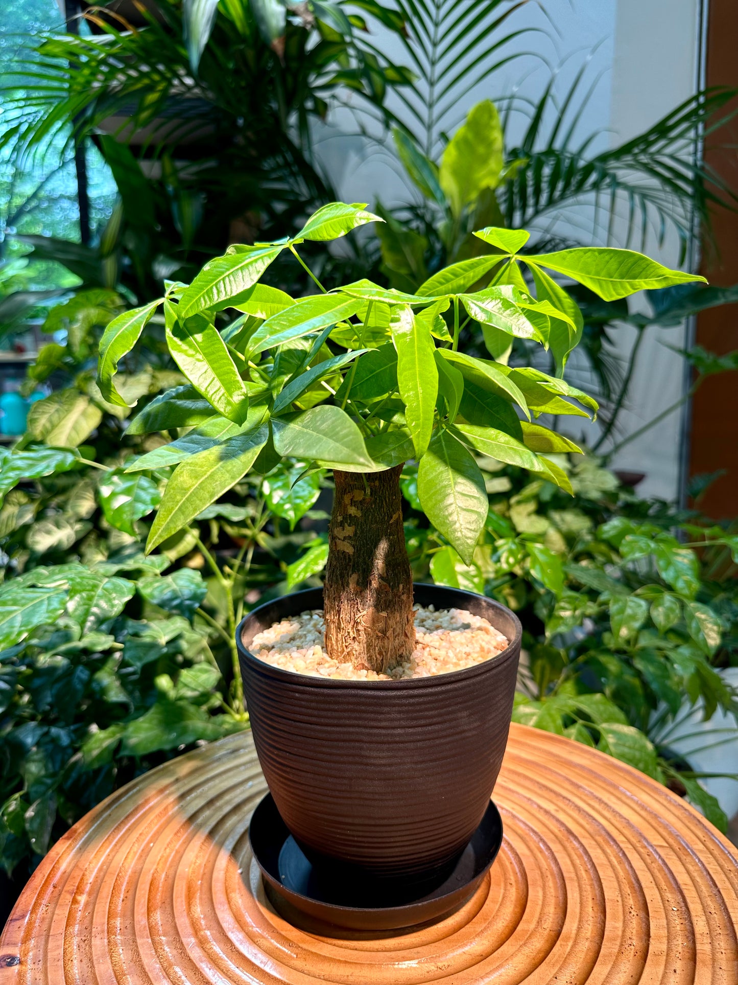 Pachira Aquatica in Black Plastic Pot (aka Money Tree)