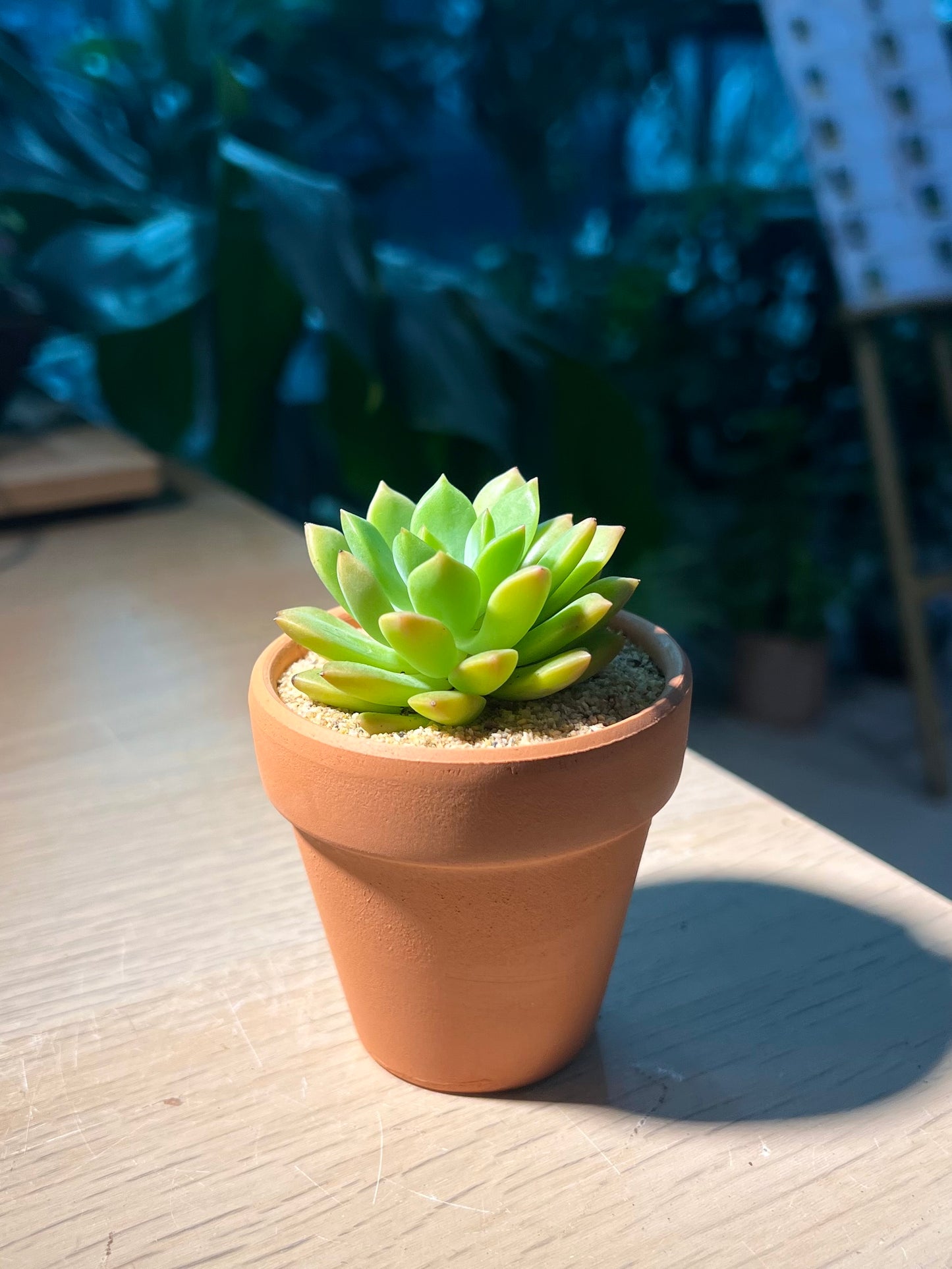 Succulent in Terracotta Pot