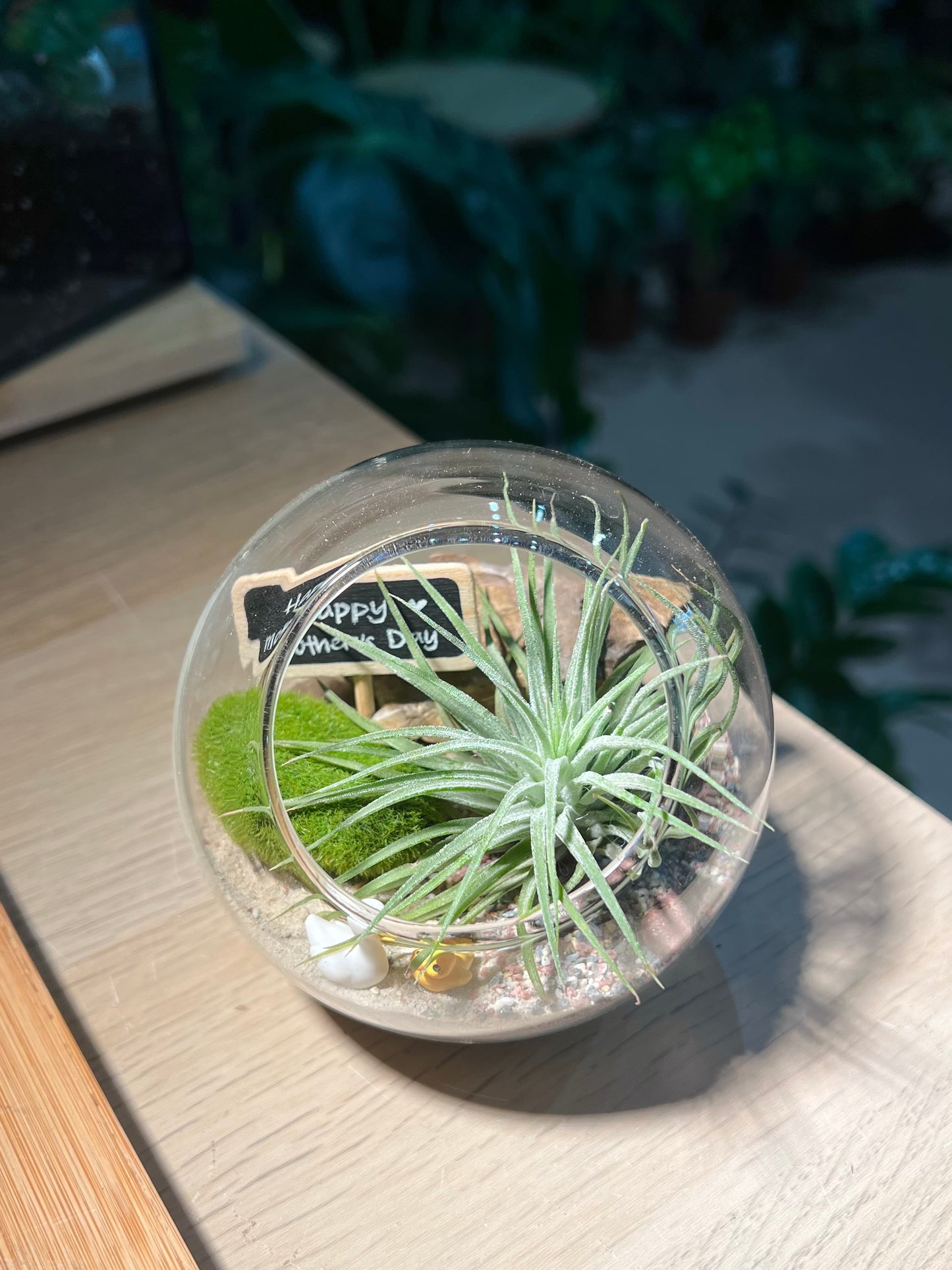 Mother’s Day Gift - Airplant in Round Glass