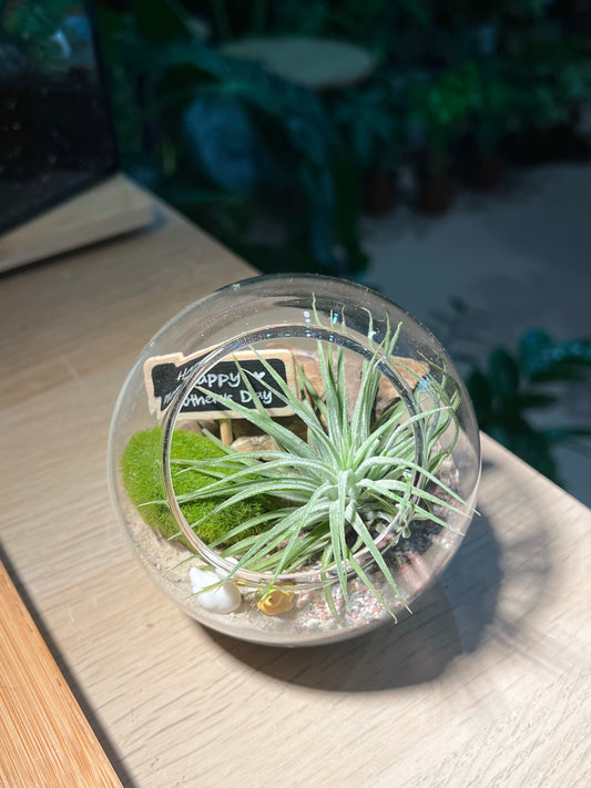 Mother’s Day Gift - Airplant in Round Glass