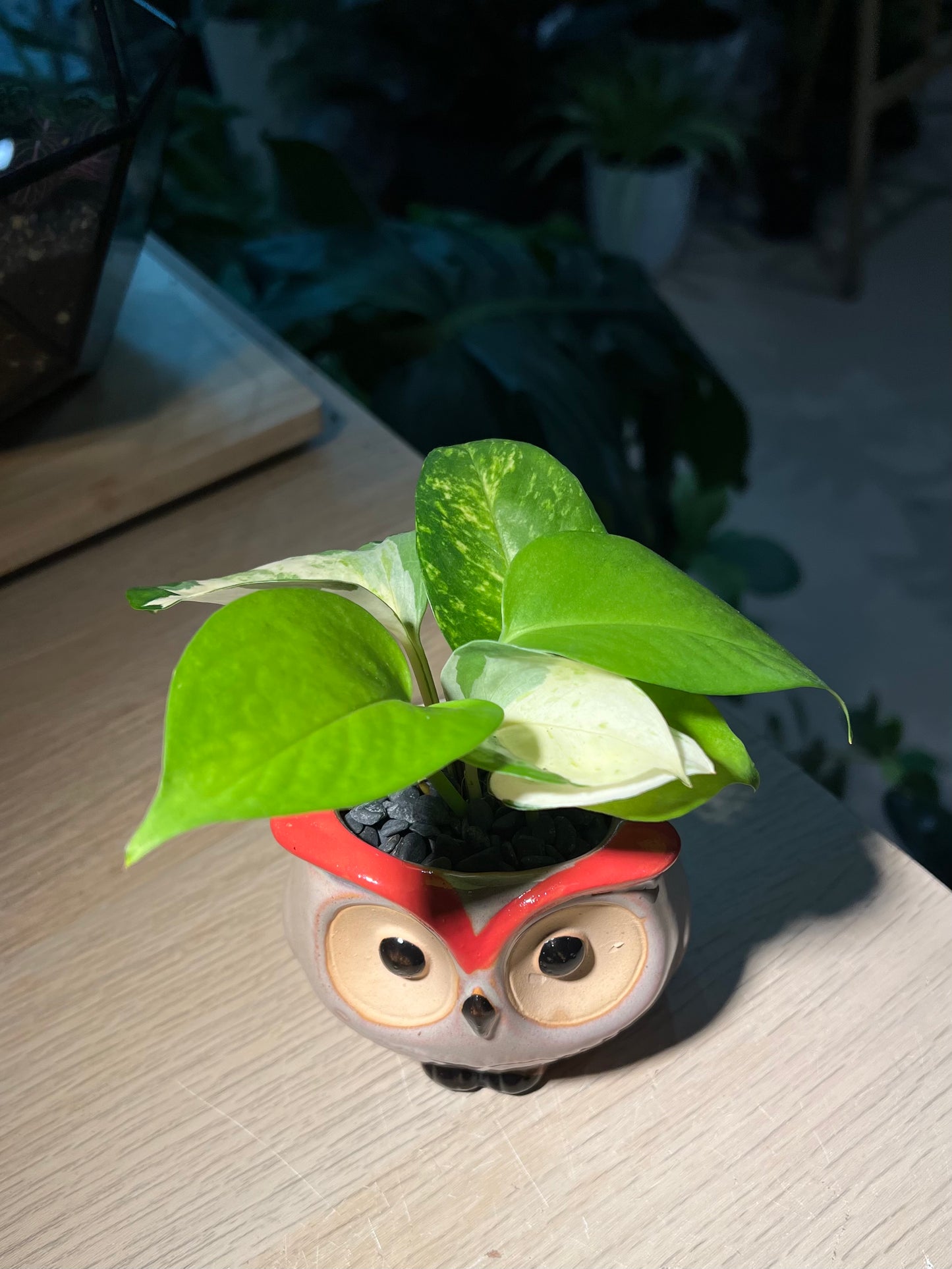 Pothos Manjula in Owl Pot