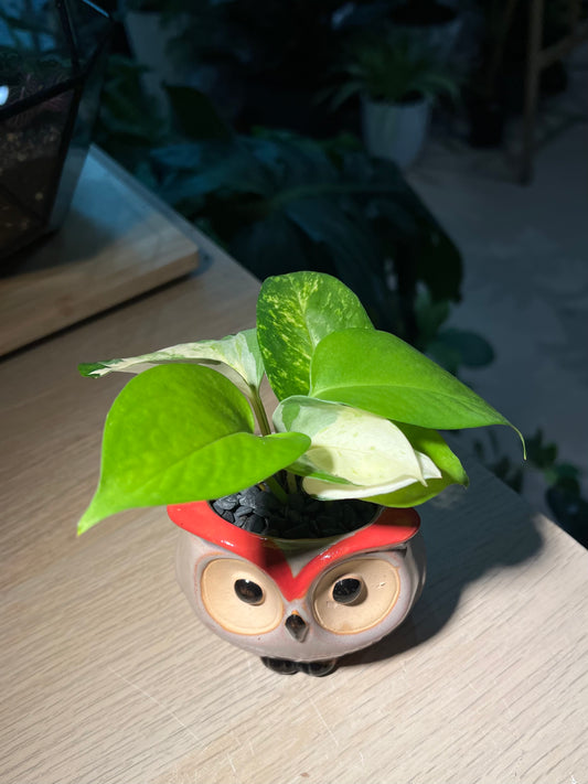 Pothos Manjula in Owl Pot