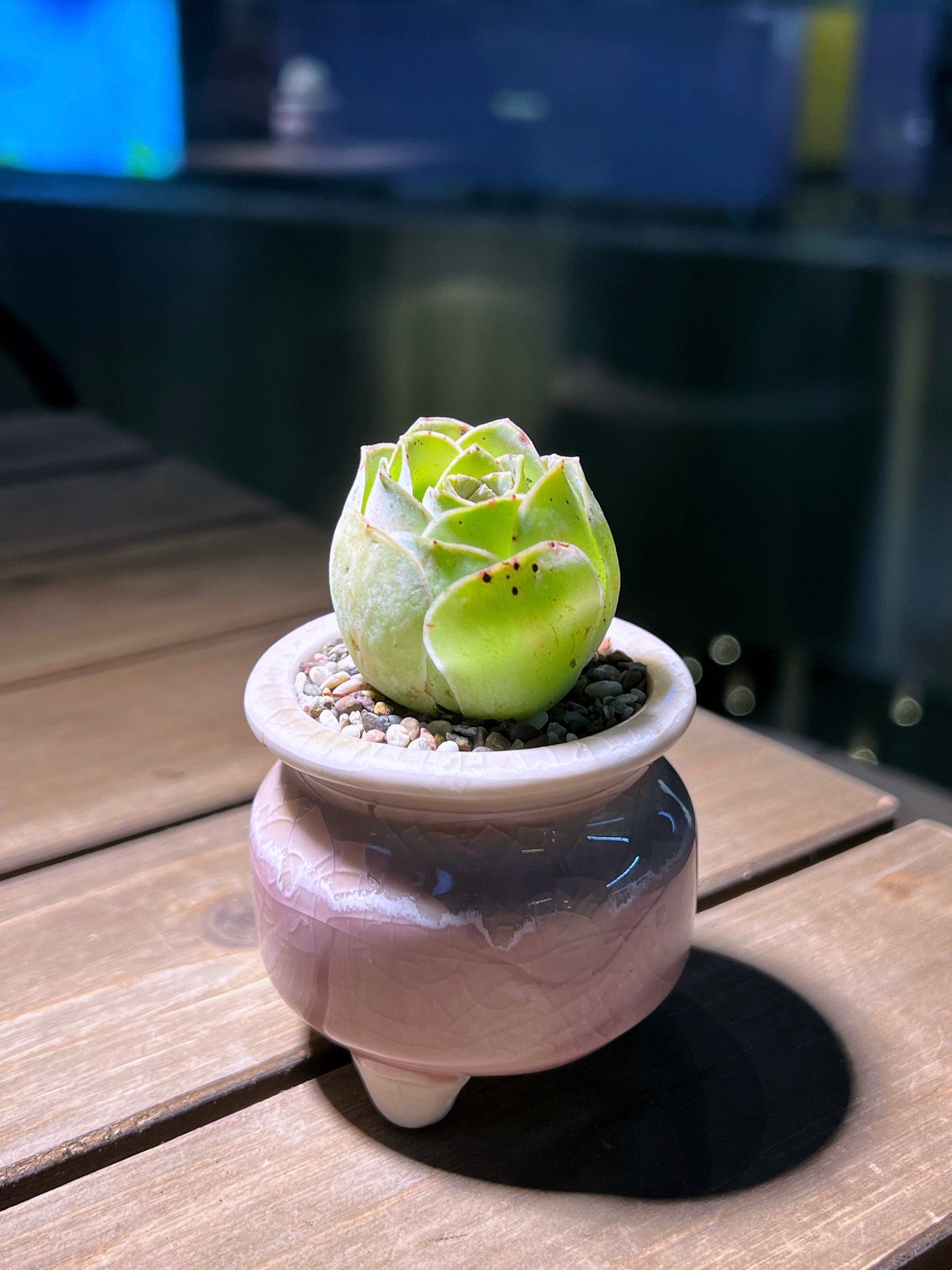 Mountain Rose in Pinkish Round Ceramic Pot