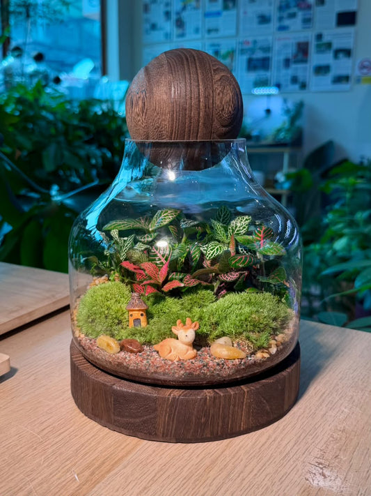 Indoor Plant Arrangement Pumila & Fittonia & Rabbit Fern (薜荔 & 网纹草 & 蕨类) in Wine Glass Glass (M)