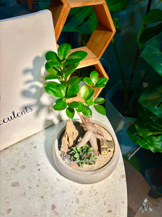 Ficus Retusa & Haworthia Retusa in Clay Pot