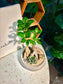 Ficus Retusa & Haworthia Retusa in Clay Pot